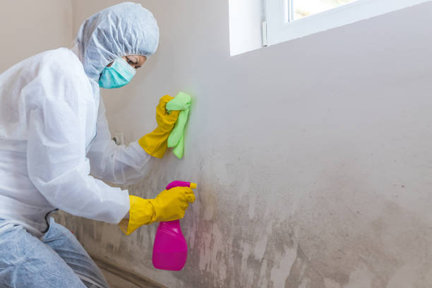 Why You Should Choose Our Mold Remediation Services in Bridgeport, TX